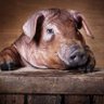 Profilbild von David Alvis
