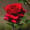 Profilbild von س🌹