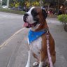 Boxer Dog 的头像