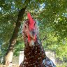 Grace and Hope Farm 🇺🇸🐓🚜 profil fotoğrafı