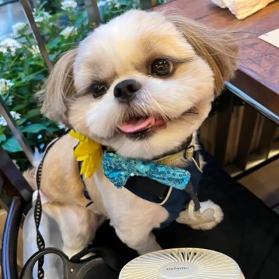 マイペース犬あいすの日常🇺🇦's profile picture