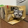 マロン 的头像