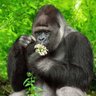 ウホウホ profil fotoğrafı