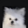 Profilbild von かわいーぬ