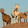Big3GOATdebate profil fotoğrafı