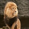 اسد الغابة 的头像