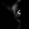 🌕𝒯𝒽𝑒 𝒸𝒶𝓉 𝒶𝓃𝒹 𝒯𝒽𝑒 𝓂𝑜𝑜𝓃 🌕's profile picture