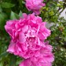 Фото профиля ユカノサばば
