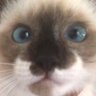 Profilbild von ゆっくま∵つ