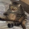 foofooh🌟🚀🪐 profil fotoğrafı