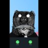 Maximo Insano's profile picture
