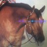 EARNED MY SPURS~Planned the ride, rode the plan.'s profile picture