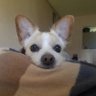 Chocobo_Down's profile picture