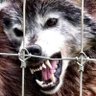 Profilbild von Furious_Maximus