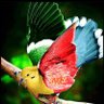 ኤርትራዊት ዓሚቼ🇪🇷❤️💪🏻's profile picture