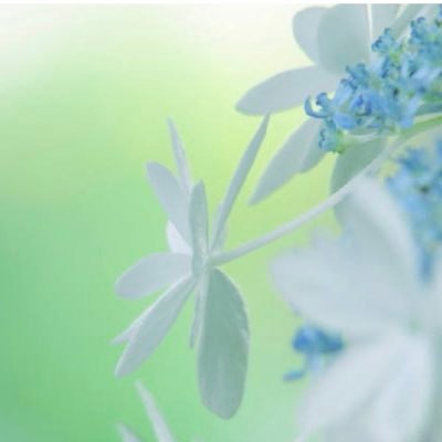 singsongsoflove's profile picture