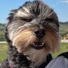 Profilbild von Potter The Licker
