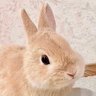 Profilbild von 🐇🐇🐇
