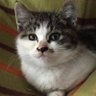 tsukimayu555's profile picture