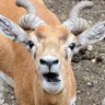 だいポン profil fotoğrafı