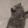 猫桑's profile picture