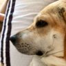 Фото профиля Dogs Know🌻