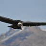 EL CONDOR profil fotoğrafı