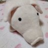ぶたちゃん's profile picture