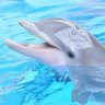 A Friendly Dolphin 🐬's profile picture