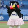 Swallow's profile picture