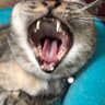 Profilbild von とっしー