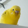 コッコ's profile picture