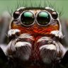 A spider's profile picture