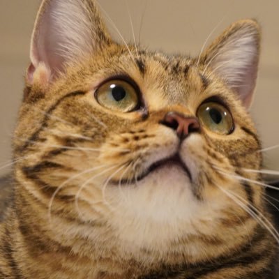 もなつむ's profile picture