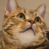 もなつむ's profile picture