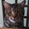 SpiffCheese's profile picture