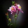 Фото профиля العبدي رضا
