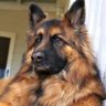 Levi's's profile picture