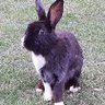 Фото профиля erltonbunny1