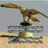 عمرو حسين عبد الرحمن مصطفى's profile picture