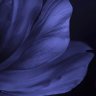 Фото профиля أم البنـــات
