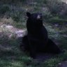 Фото профиля Bear