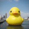 まー🐤's profile picture