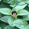 embvp profil fotoğrafı