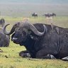 Фото профиля Buffalo