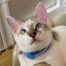 MioMio♤ฅ(♡ơ ₃ơ)ฅ's profile picture