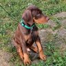 Profilbild von Brie Wilson
