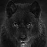 EL LOBO 🐺 profil fotoğrafı