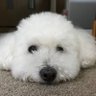 アーチャン profil fotoğrafı