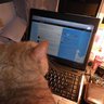 El gato que tuitea®️. profil fotoğrafı